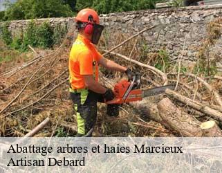 Abattage arbres et haies  marcieux-73470 Artisan Debard