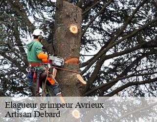 Elagueur grimpeur  avrieux-73500 Artisan Debard