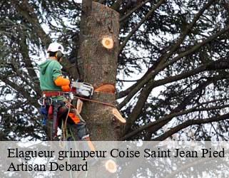 Elagueur grimpeur  coise-saint-jean-pied-gauthi-73800 Artisan Debard