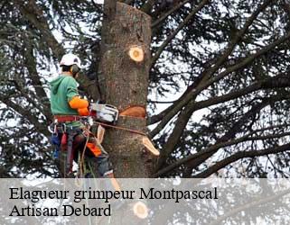 Elagueur grimpeur  montpascal-73300 Artisan Debard