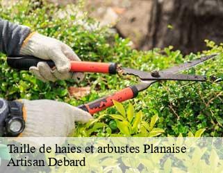 Taille de haies et arbustes  planaise-73800 Artisan Debard