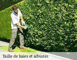 Taille de haies et arbustes